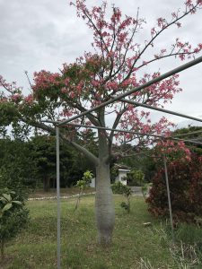 Okinawa171126 - (2) Neopark - 80
