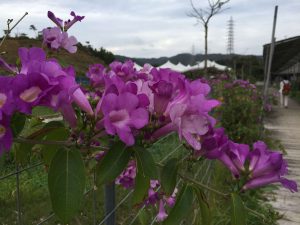 Okinawa171126 - (2) Neopark - 82