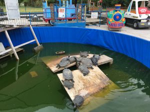 Okinawa171126 - (2) Neopark - 85