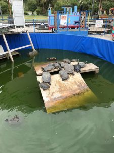 Okinawa171126 - (2) Neopark - 86