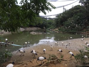 Okinawa171126 - (2) Neopark - 9