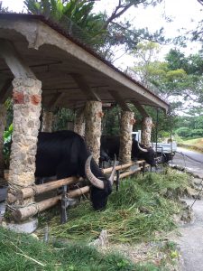 Okinawa171126 - (3) Bios Hill - 44