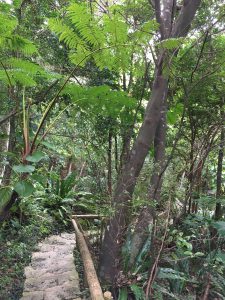 Okinawa171126 - (3) Bios Hill - 46