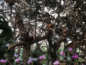Okinawa171126 - (3) Bios Hill - 58