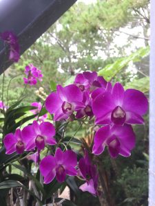 Okinawa171126 - (3) Bios Hill - 7