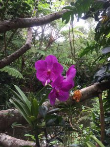 Okinawa171126 - (3) Bios Hill - 9