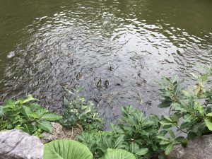Okinawa171126 - (4) Ryukyu Village - 57