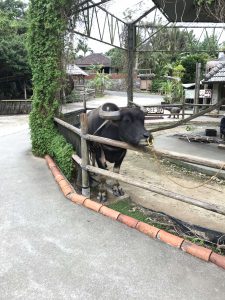 Okinawa171126 - (4) Ryukyu Village - 67
