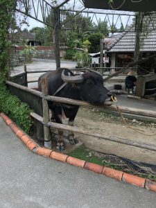 Okinawa171126 - (4) Ryukyu Village - 70