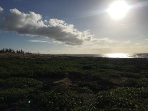 Okinawa171127 - (06) Cape Zanpa - 16