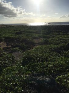 Okinawa171127 - (06) Cape Zanpa - 19