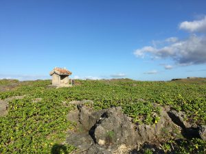 Okinawa171127 - (06) Cape Zanpa - 20