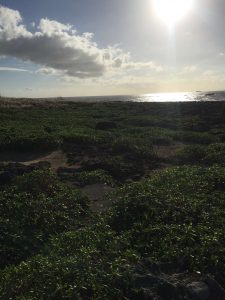 Okinawa171127 - (06) Cape Zanpa - 21