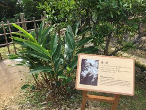 Okinawa171128 - (2) Shikinaen - 139