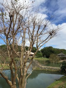 Okinawa171128 - (2) Shikinaen - 153
