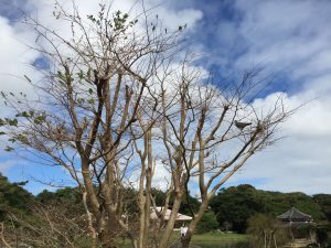 Okinawa171128 - (2) Shikinaen - 154