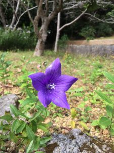 Okinawa171128 - (2) Shikinaen - 176