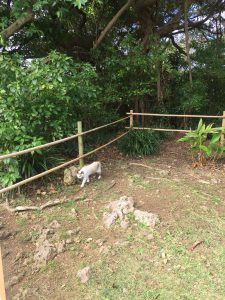 Okinawa171128 - (2) Shikinaen - 67
