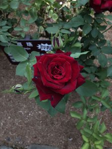 June-10-102