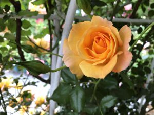 June-10-161