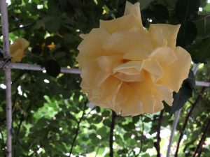 June-10-167