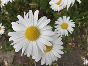June-10-66