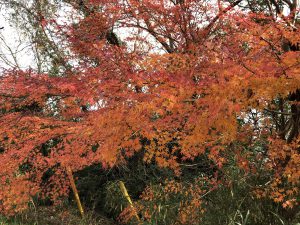 December 1, 2018 - (3) Bizan Park IMG_0972