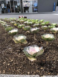 December 1, 2018 - (3) Bizan Park IMG_8867