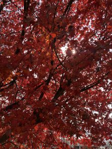 December 1, 2018 - (3) Bizan Park IMG_8927