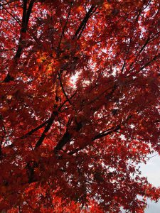 December 1, 2018 - (3) Bizan Park IMG_8931_1