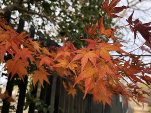 December 1, 2018 - (3) Bizan Park IMG_8936