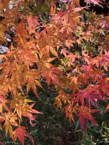 December 1, 2018 - (3) Bizan Park IMG_8939