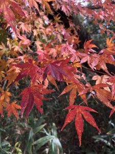 December 1, 2018 - (3) Bizan Park IMG_8940