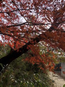 December 1, 2018 - (3) Bizan Park IMG_8942