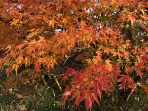 December 1, 2018 - (3) Bizan Park IMG_8943