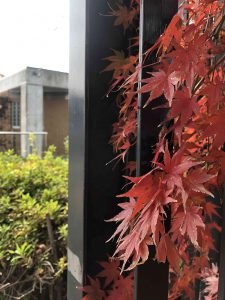 December 1, 2018 - (3) Bizan Park IMG_8949