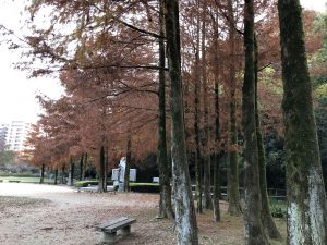 December 1, 2018 - (5) Tokushima Central Park IMG_1101