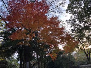 December 1, 2018 - (5) Tokushima Central Park IMG_1117