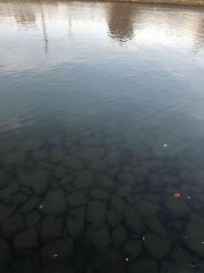 December 1, 2018 - (5) Tokushima Central Park IMG_8971