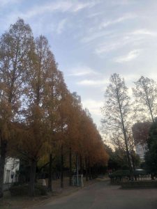December 1, 2018 - (5) Tokushima Central Park IMG_8978