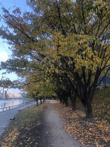 December 1, 2018 - (5) Tokushima Central Park IMG_8986
