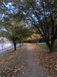 December 1, 2018 - (5) Tokushima Central Park IMG_8987