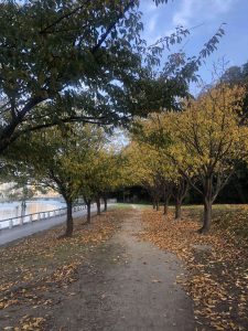 December 1, 2018 - (5) Tokushima Central Park IMG_8988