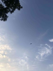 December 1, 2018 - (5) Tokushima Central Park IMG_9003
