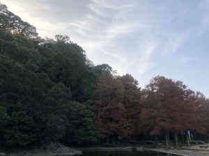 December 1, 2018 - (5) Tokushima Central Park IMG_9010