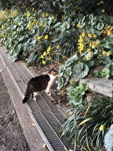 December 1, 2018 - (5) Tokushima Central Park IMG_9013