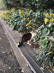 December 1, 2018 - (5) Tokushima Central Park IMG_9014
