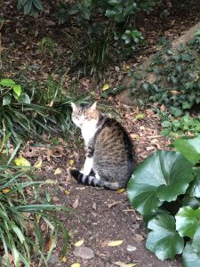 December 1, 2018 - (5) Tokushima Central Park IMG_9015