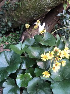 December 1, 2018 - (5) Tokushima Central Park IMG_9016