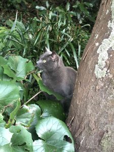 December 1, 2018 - (5) Tokushima Central Park IMG_9017